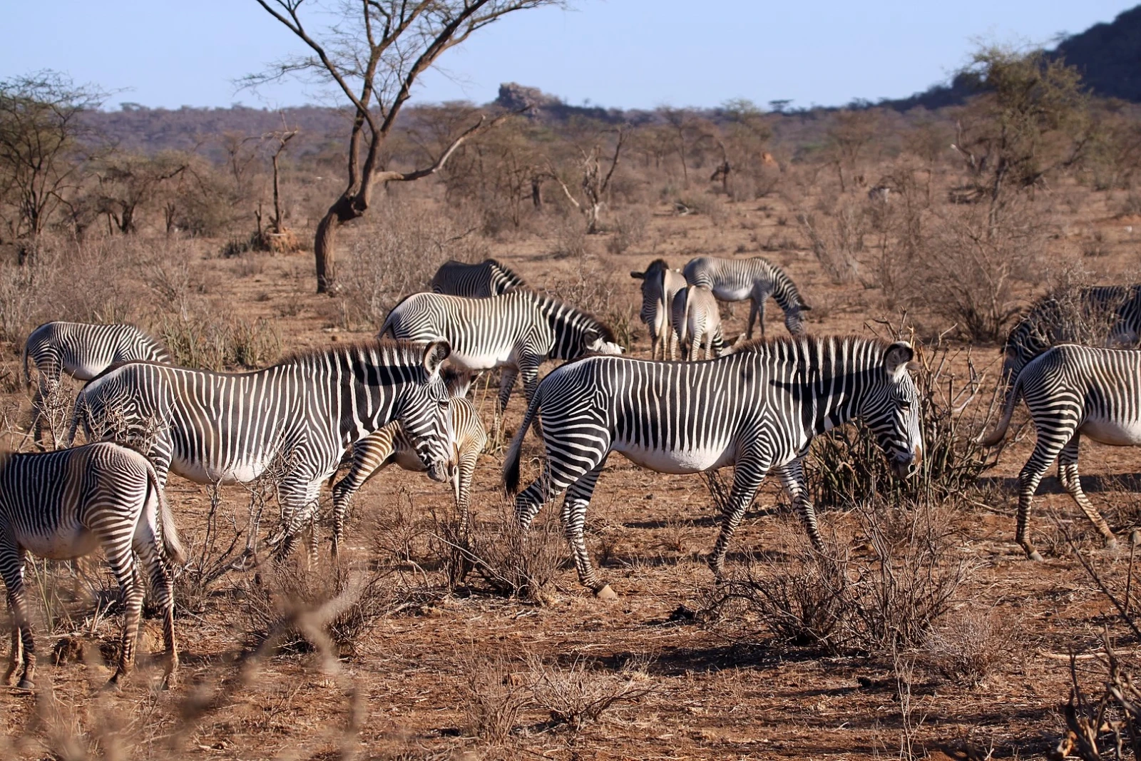 Zebra herd Kenya