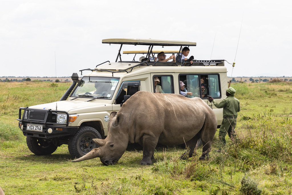 Ol Pejeta Kenya rhino