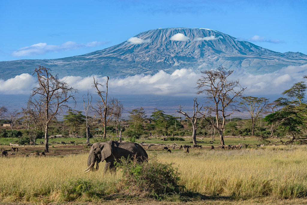 Elephants Amboseli Kilimanjaro