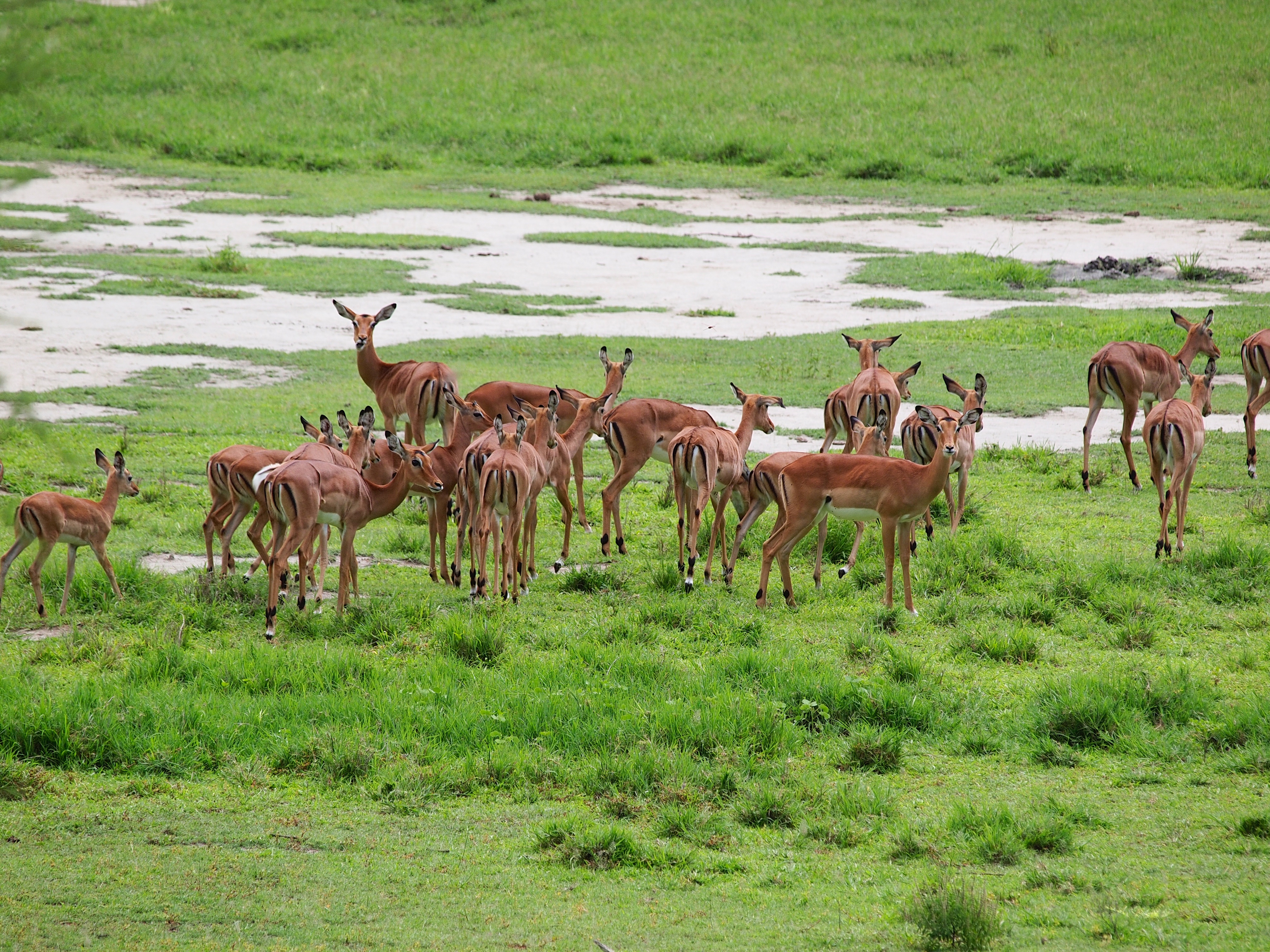 Lake Manyara Tanzania