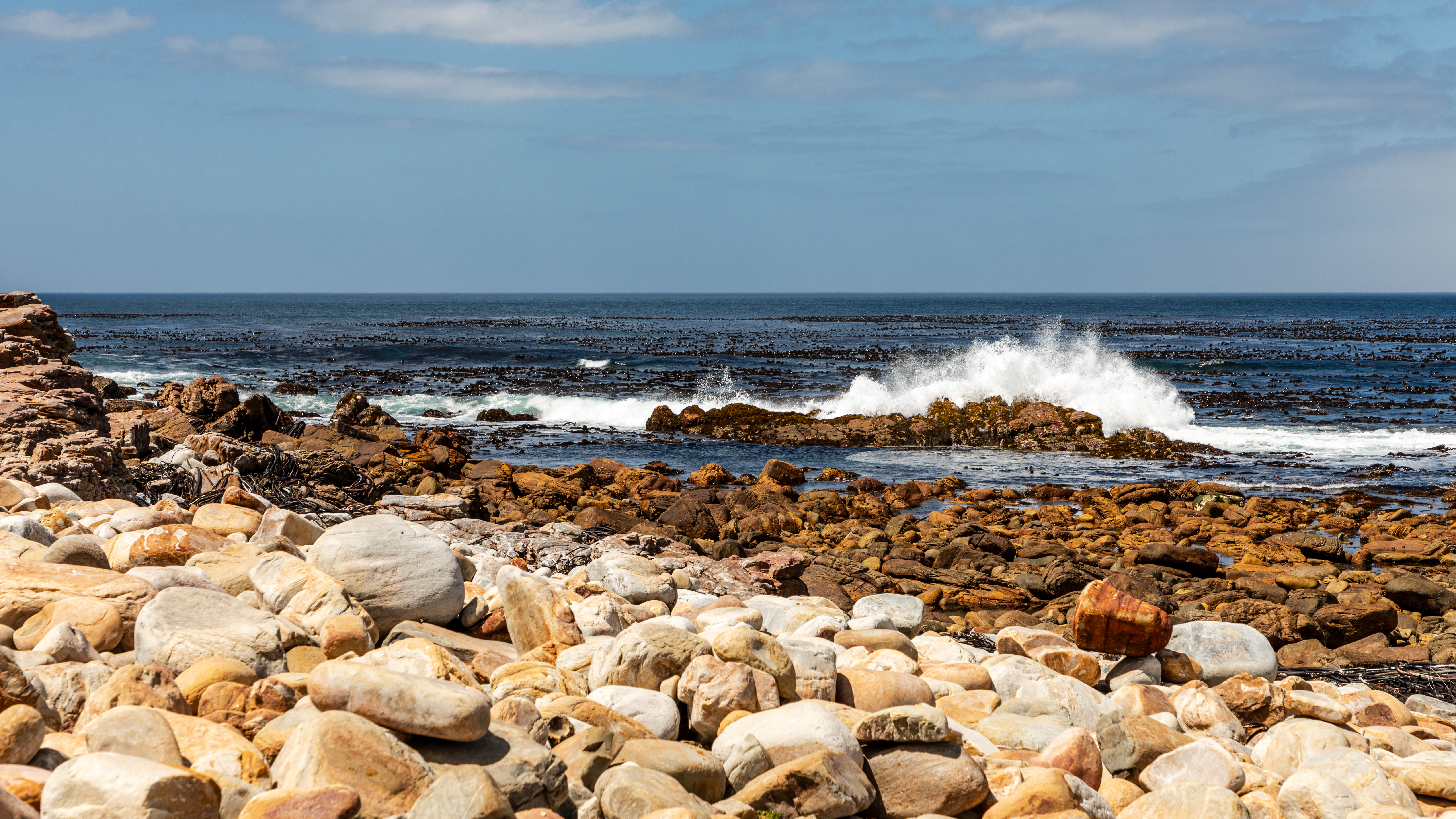Cape Peninsula South Africa penguins