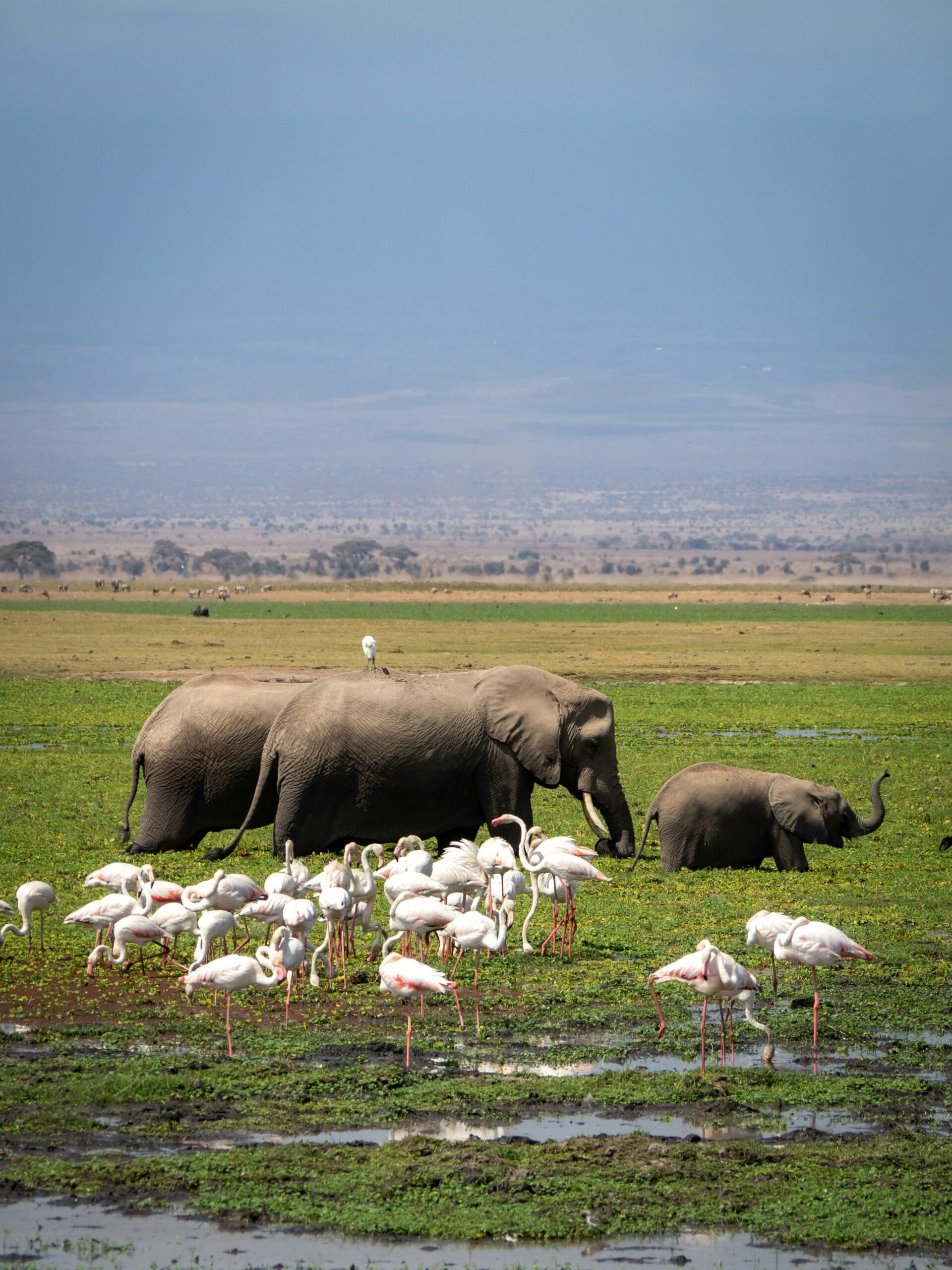 Amboseli elephants Kilimanjaro Kenya