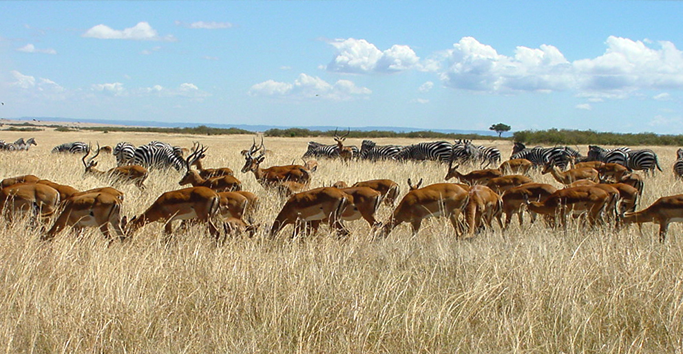 Great Migration Mara River