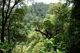 Bwindi Impenetrable Forest Uganda