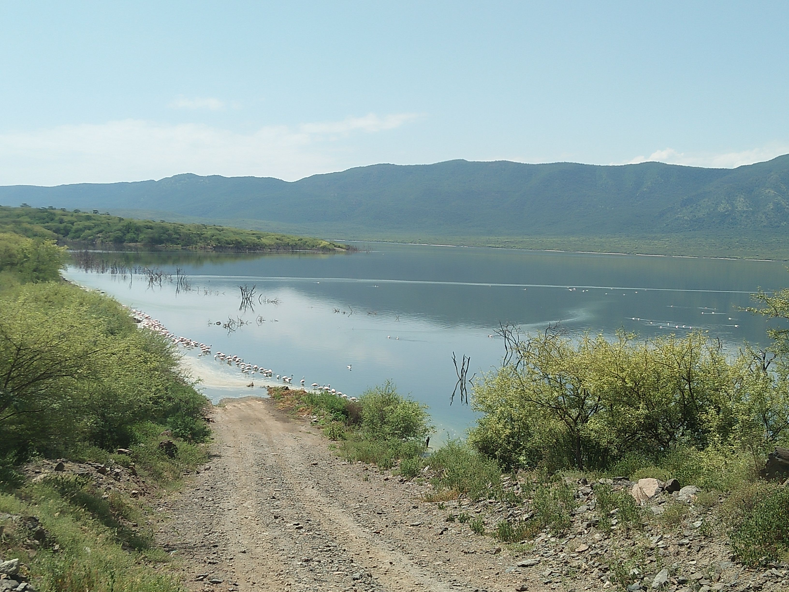 Lake Baringo Kenya birds