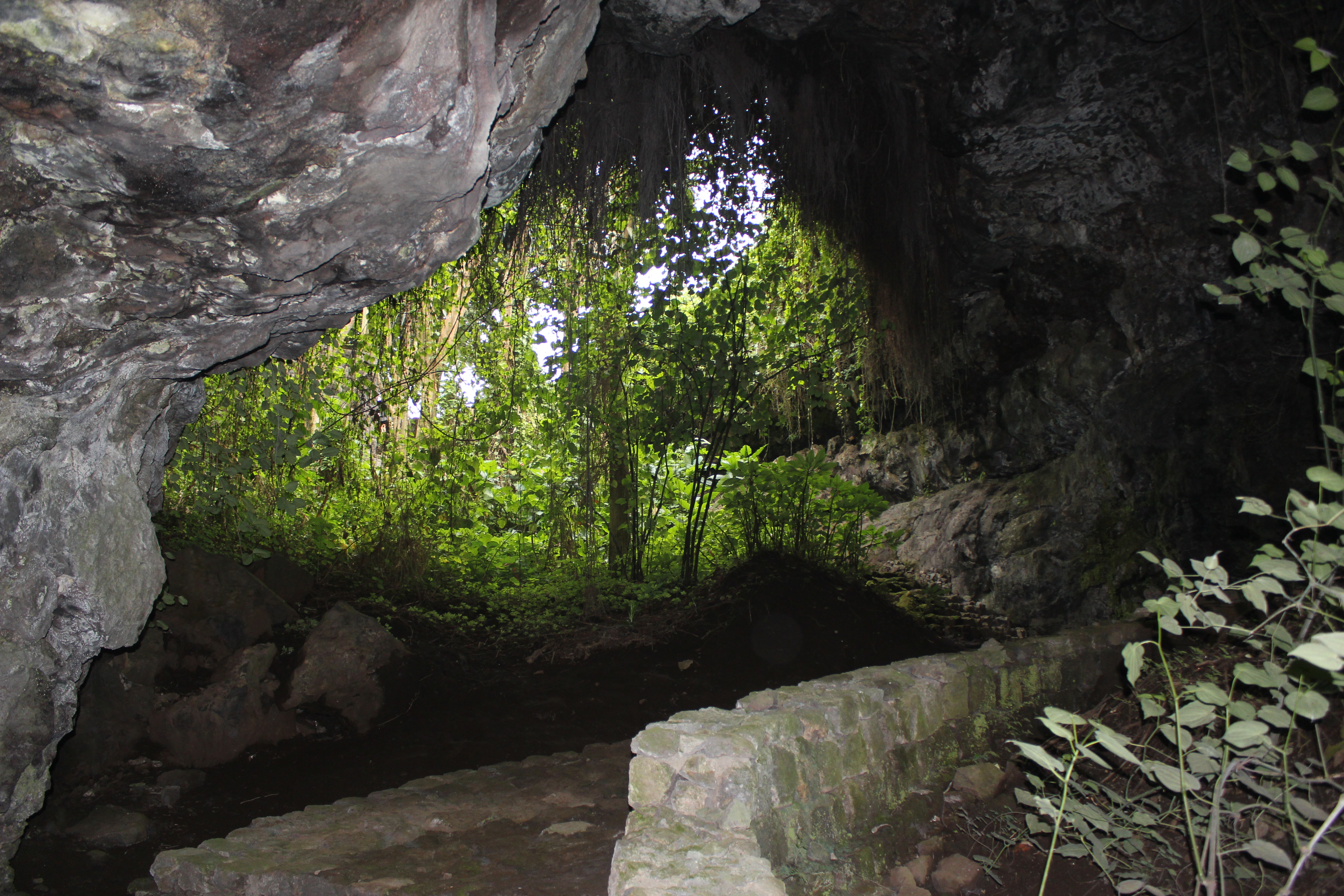 Aberdares highland forest