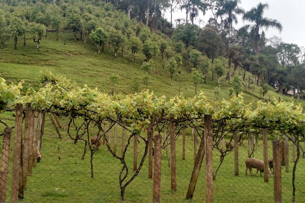 African rhino conservation Kenya