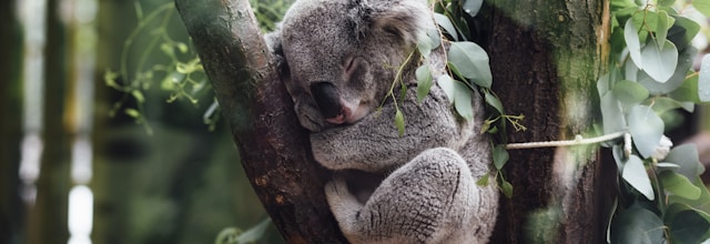 Bush sundowner Amboseli