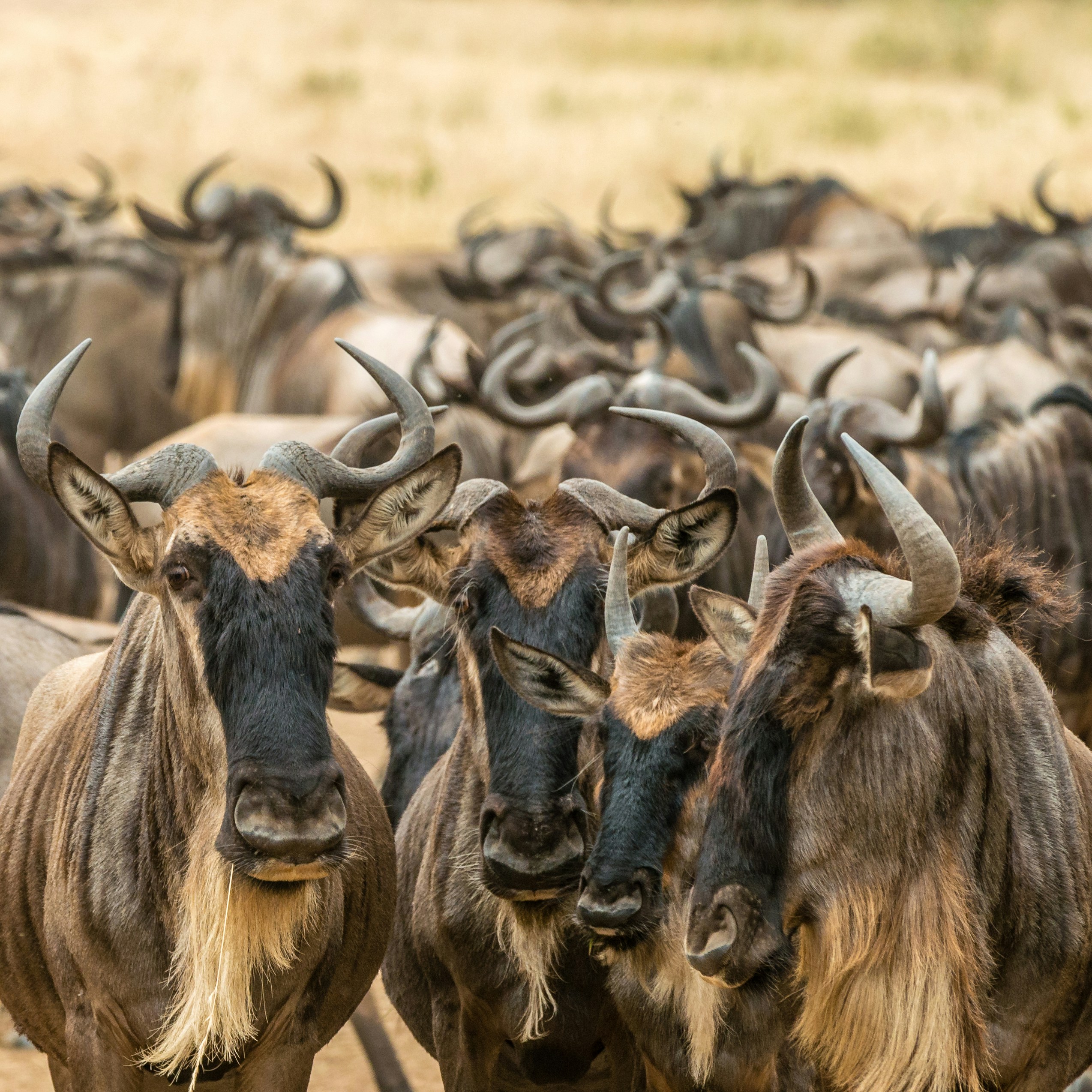 Maasai Mara wildebeest migration Kenya