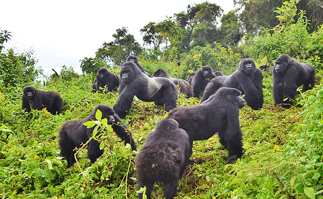 Rwanda mountain gorilla trekking Volcanoes National Park silverback forest