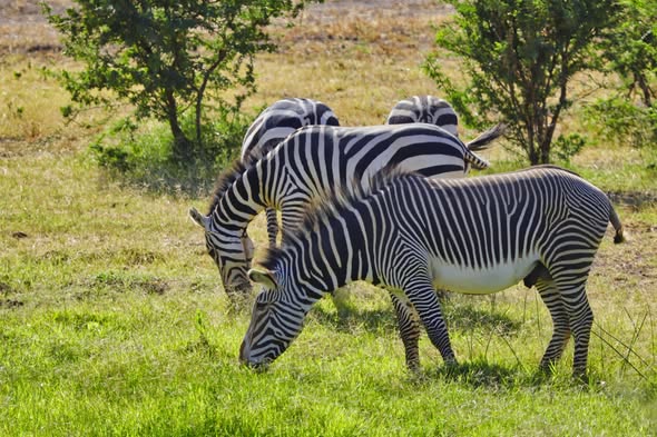 Zebra Herd Maasai Mara