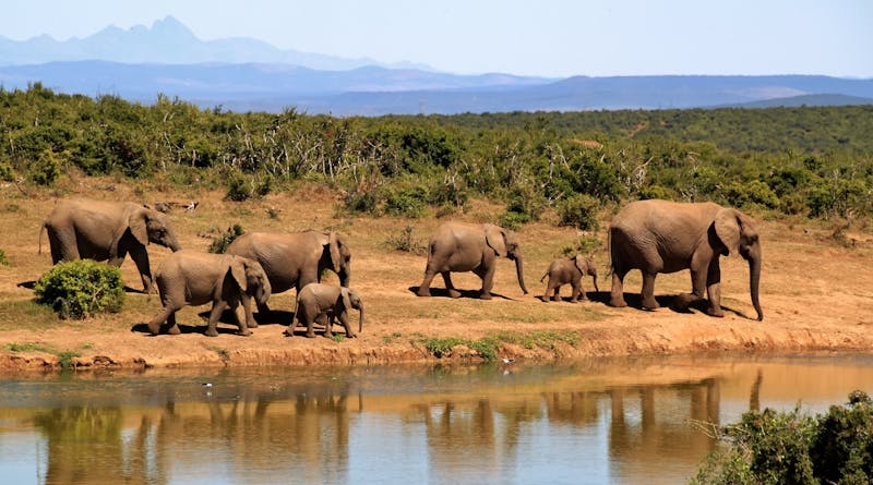 Elephant herd Amboseli