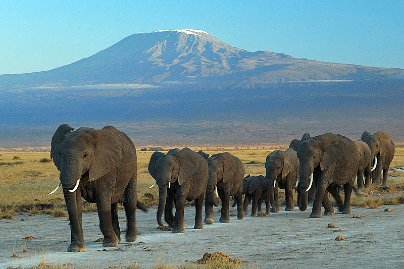 Elephants and Kilimanjaro Amboseli