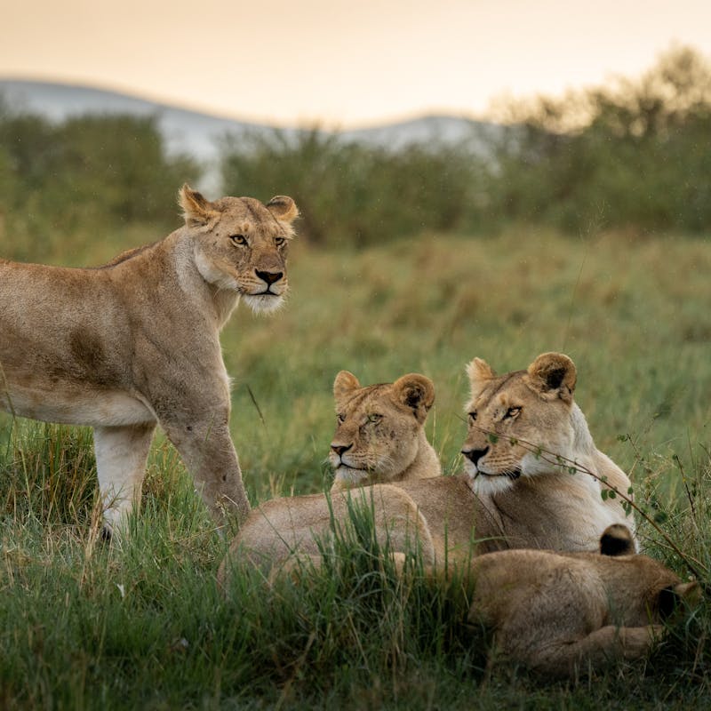 Lion Pride Maasai Mara