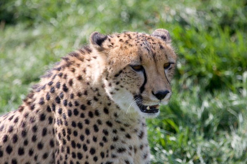 Cheetah Maasai Mara