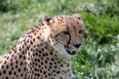 Cheetah Mara