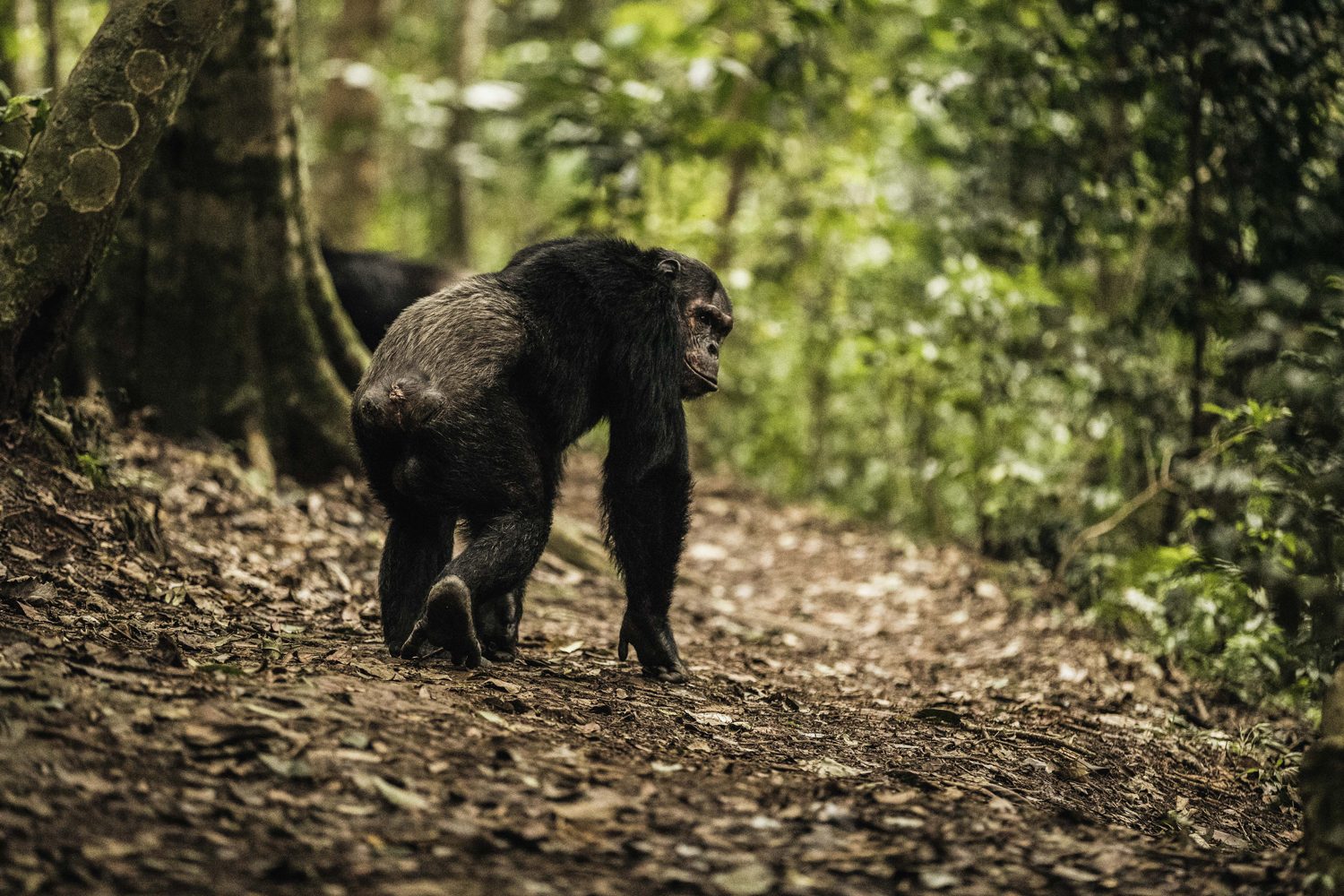 Gishwati Mukura forest Rwanda recovery